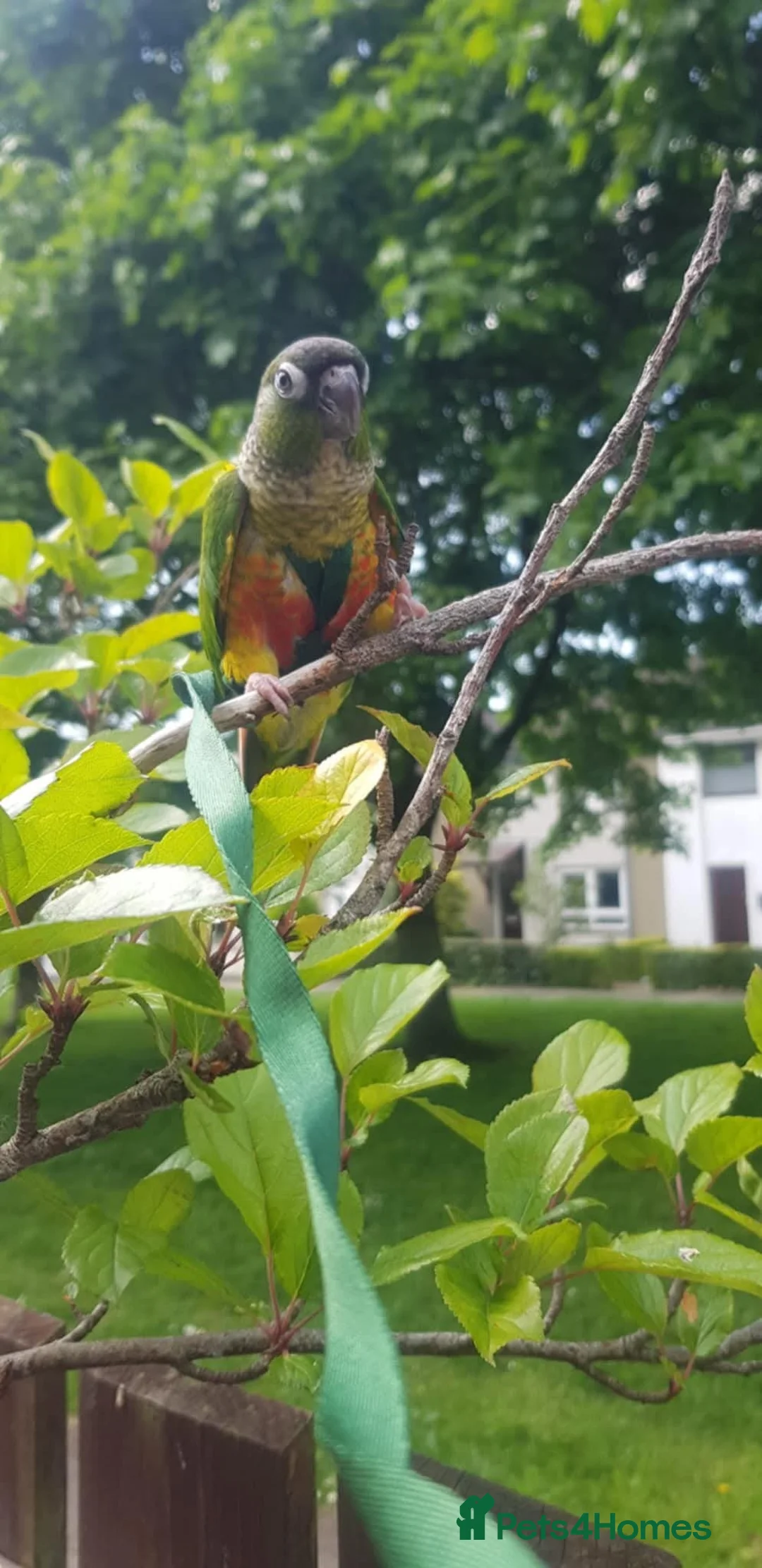 Conures birds for sale: Baby greencheek conure chicks - Advert 3