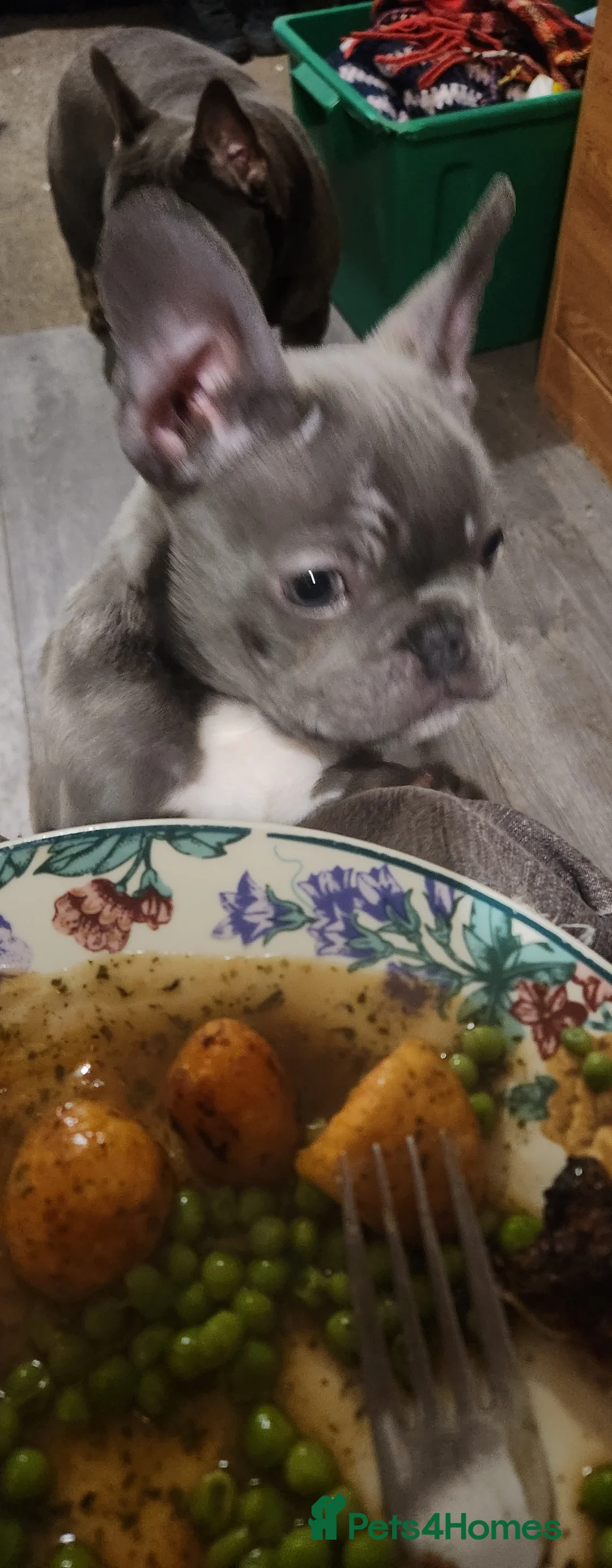 French Bulldog dogs for sale: French bulldog  - Advert 16