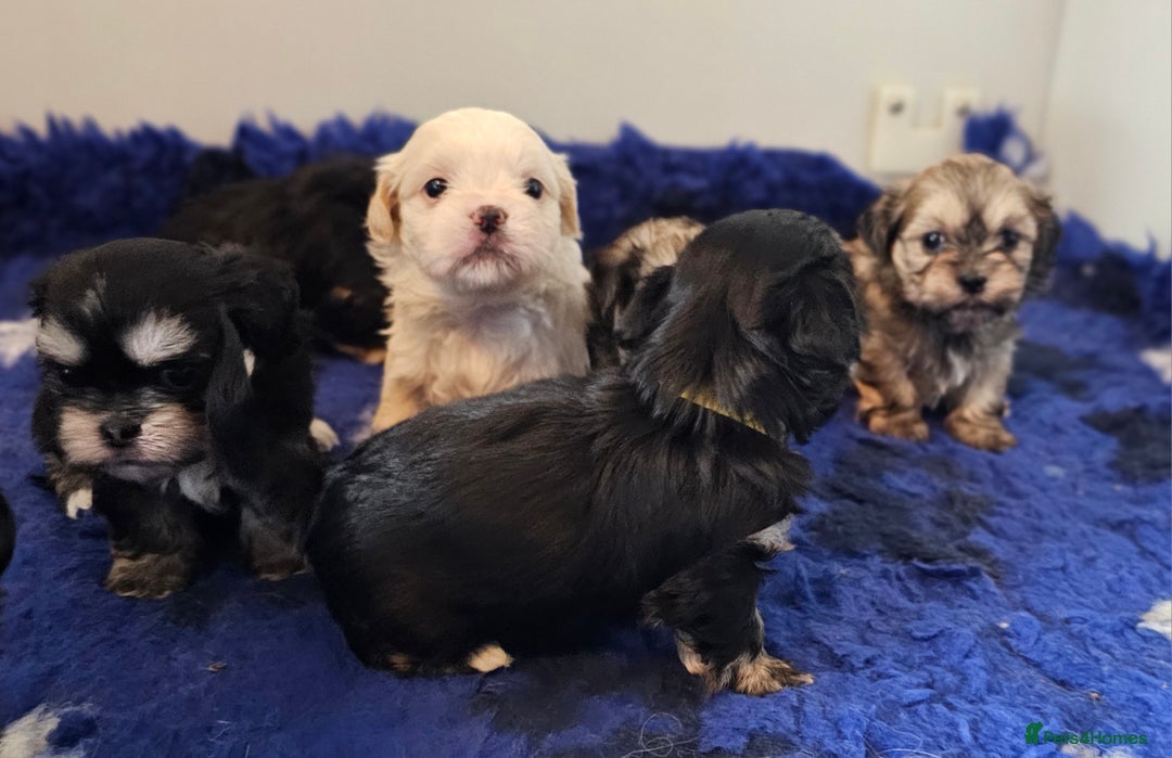 Shih Tzu dogs for sale: Beautiful Shih Tzu Puppies  - Image 28