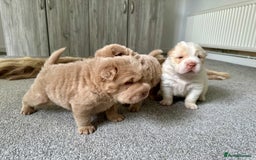 Shar Pei dogs for sale: Top quality bear coat sharpei  - Image 5