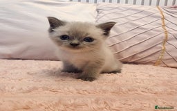 Ragdoll cats for sale: LAST RAGDOLL X BSH KITTEN LEFT READY TO LEAVE NOW - Image 5