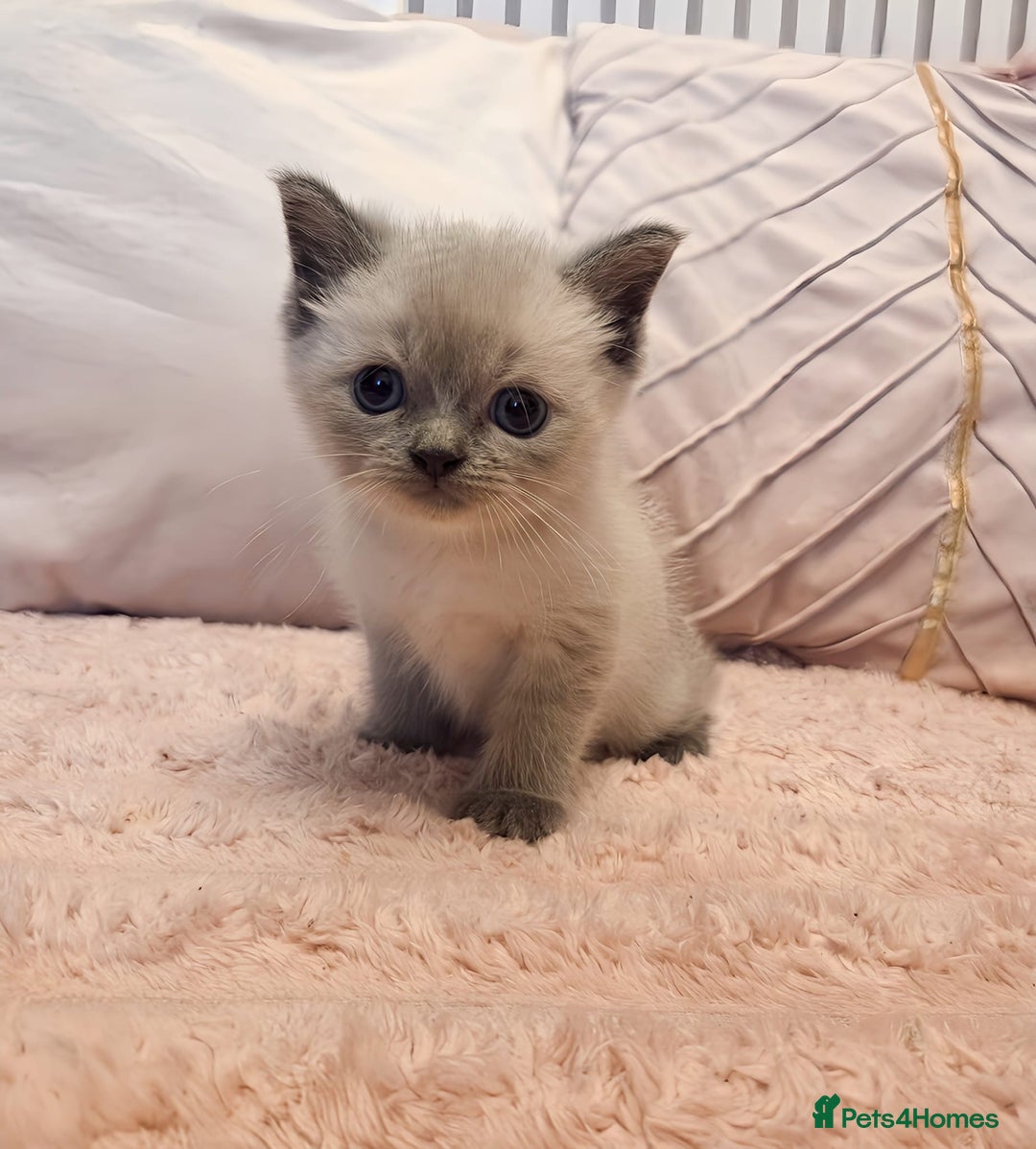 Ragdoll cats for sale: LAST RAGDOLL X BSH KITTEN LEFT READY TO LEAVE NOW - Image 5