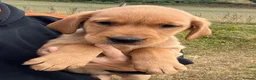 Goldador dogs for sale: Beautiful Goldador Puppies - Advert 14
