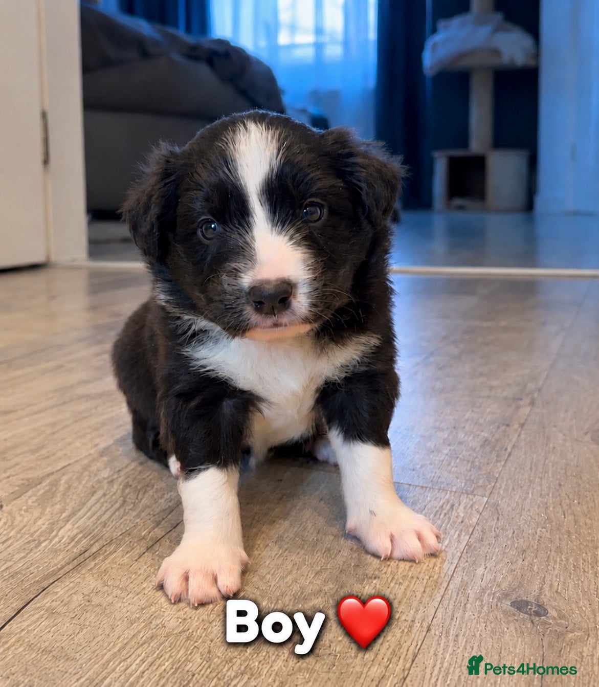 Border Collie dogs for sale: Beautiful Border Collie Puppies-KC Registered - Advert 2