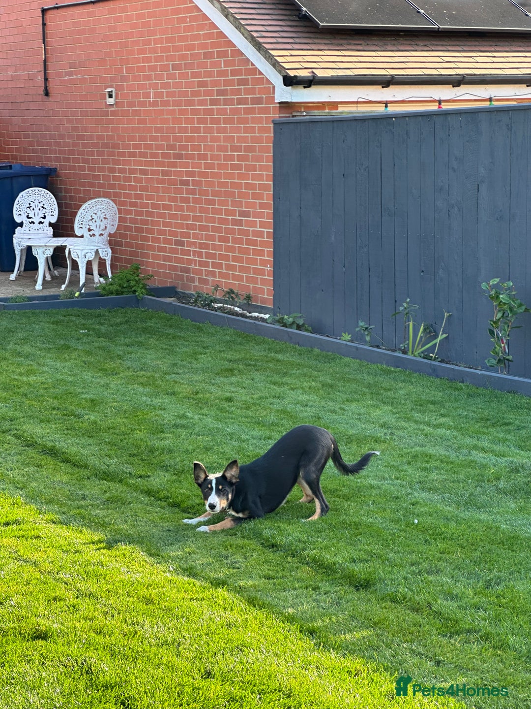 Border Collie dogs for sale: Tri Colour Smooth Fur Collie (MALE) For Sale - Advert 14