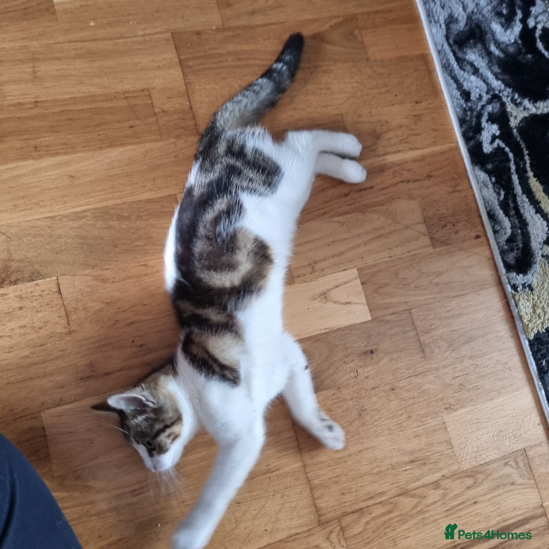 Mixed Breed cats for sale: 2 Beautiful Kittens For Sale !!! - Image 5