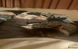 Mixed Breed cats for adoption: [Indoors only] Tom, Bryan, Ezzie: cuddliest boys - Image 9