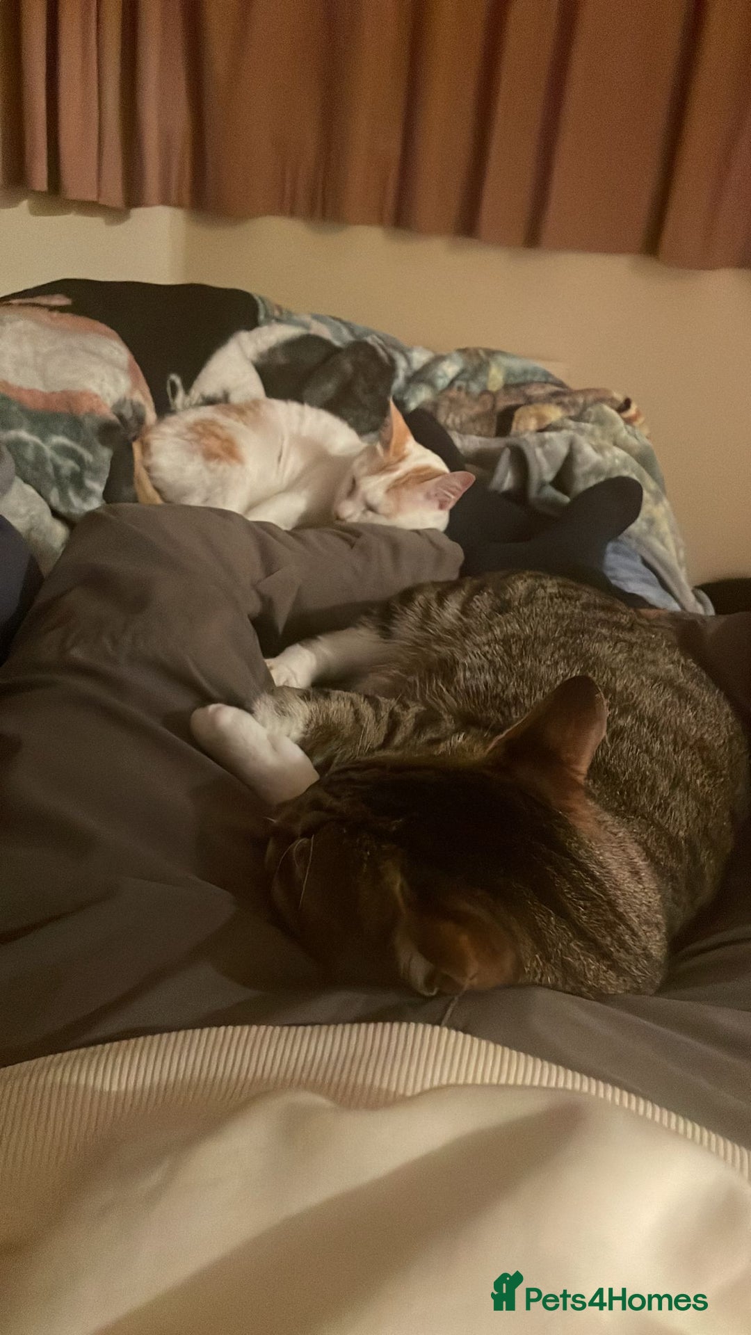 Mixed Breed cats for adoption: [Indoors only] Tom, Bryan, Ezzie: cuddliest boys - Image 9