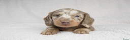Miniature Dachshund dogs for sale: 1 Left KC REGISTERED MINIATURE DACHSHUND PUPPIES - Advert 17