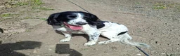 English Springer Spaniel dogs for stud: Beautiful Proven Springer Spaniel for stud. - Advert 1