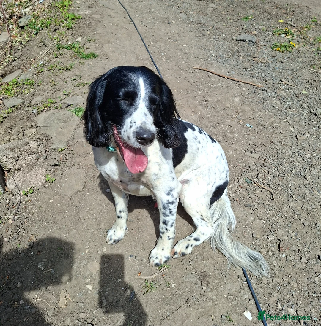 English Springer Spaniel dogs for stud: Beautiful Proven Springer Spaniel for stud. - Advert 1