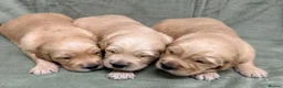 Golden Retriever dogs for sale: Golden retriever puppies ❤️ - Advert 6