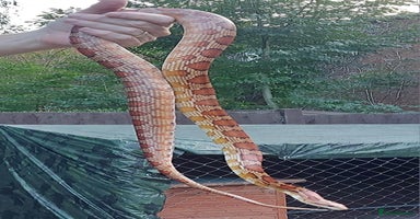 Python Snake reptiles - Advert 3