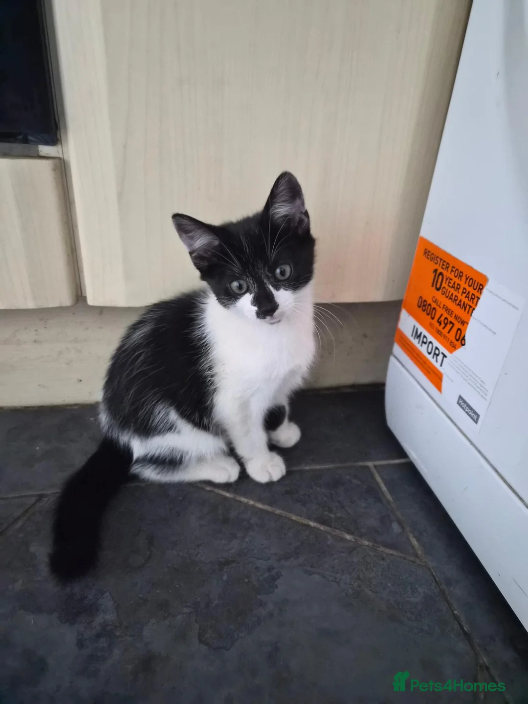 Mixed Breed cats for sale: Female kitten  in Dagenham - Advert 2