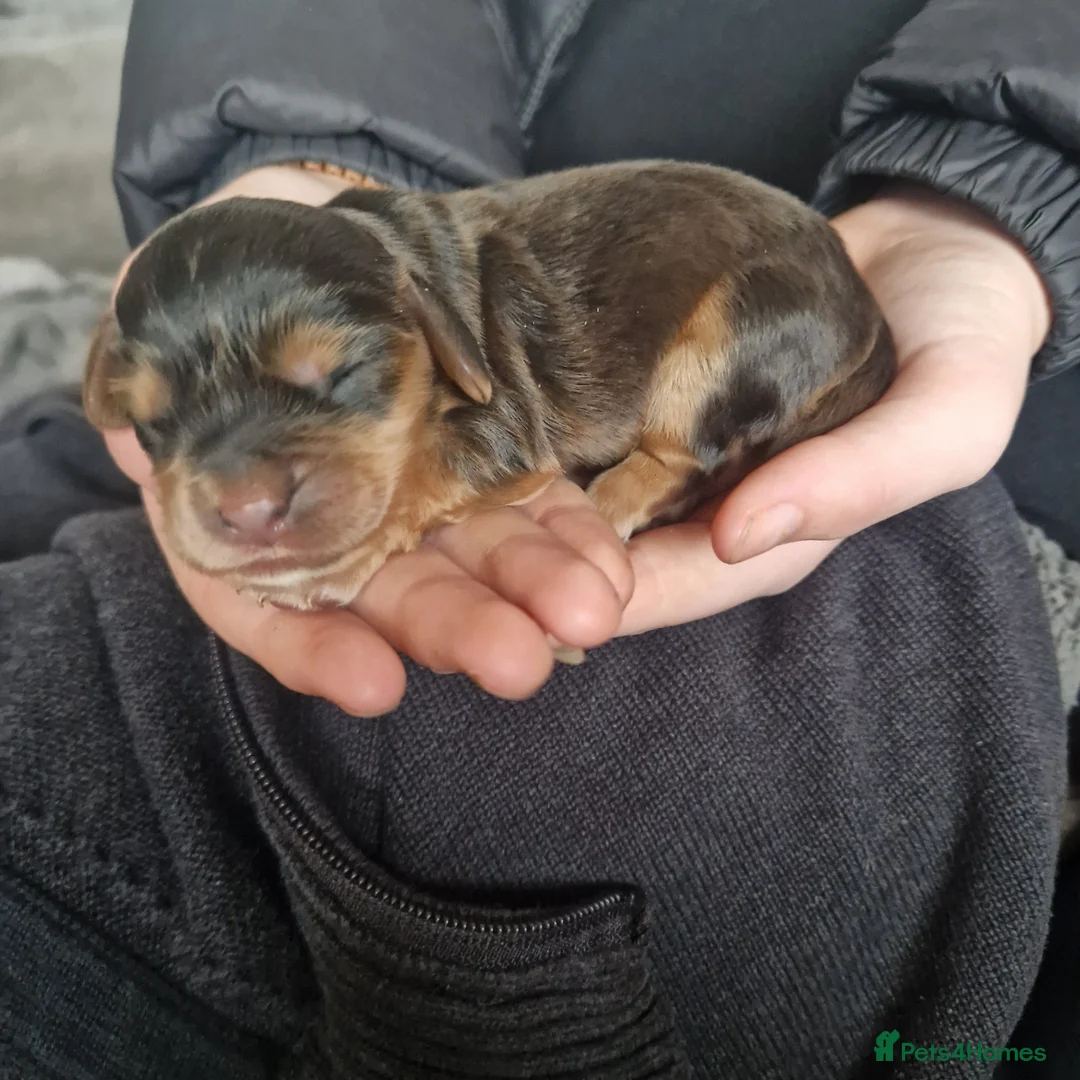 Sprocker dogs for sale: 3 BEAUTIFULL SPROCKERS FOR SALE! - Advert 31