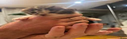 Mixed Breed cats for sale: GORGEOUS TABBY AND WHITE KITTENS - Advert 14