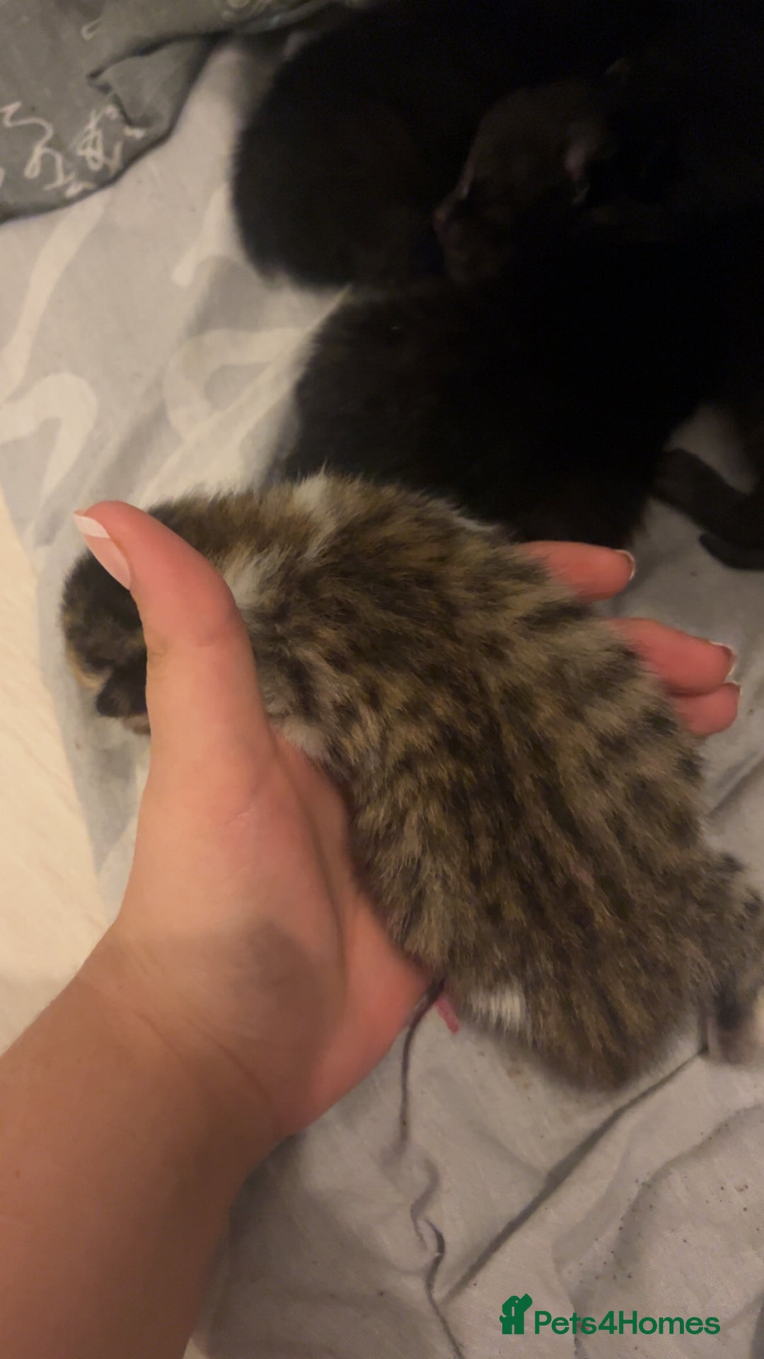 Mixed Breed cats for sale: 1 black and white boy kitten left  - Advert 3