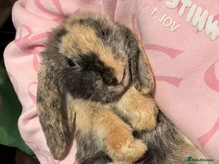 Mini Lop rabbits Mini lop - Advert 7
