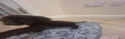 Cocker Spaniel dogs for sale: KC cocker spaniel puppies  - Advert 12