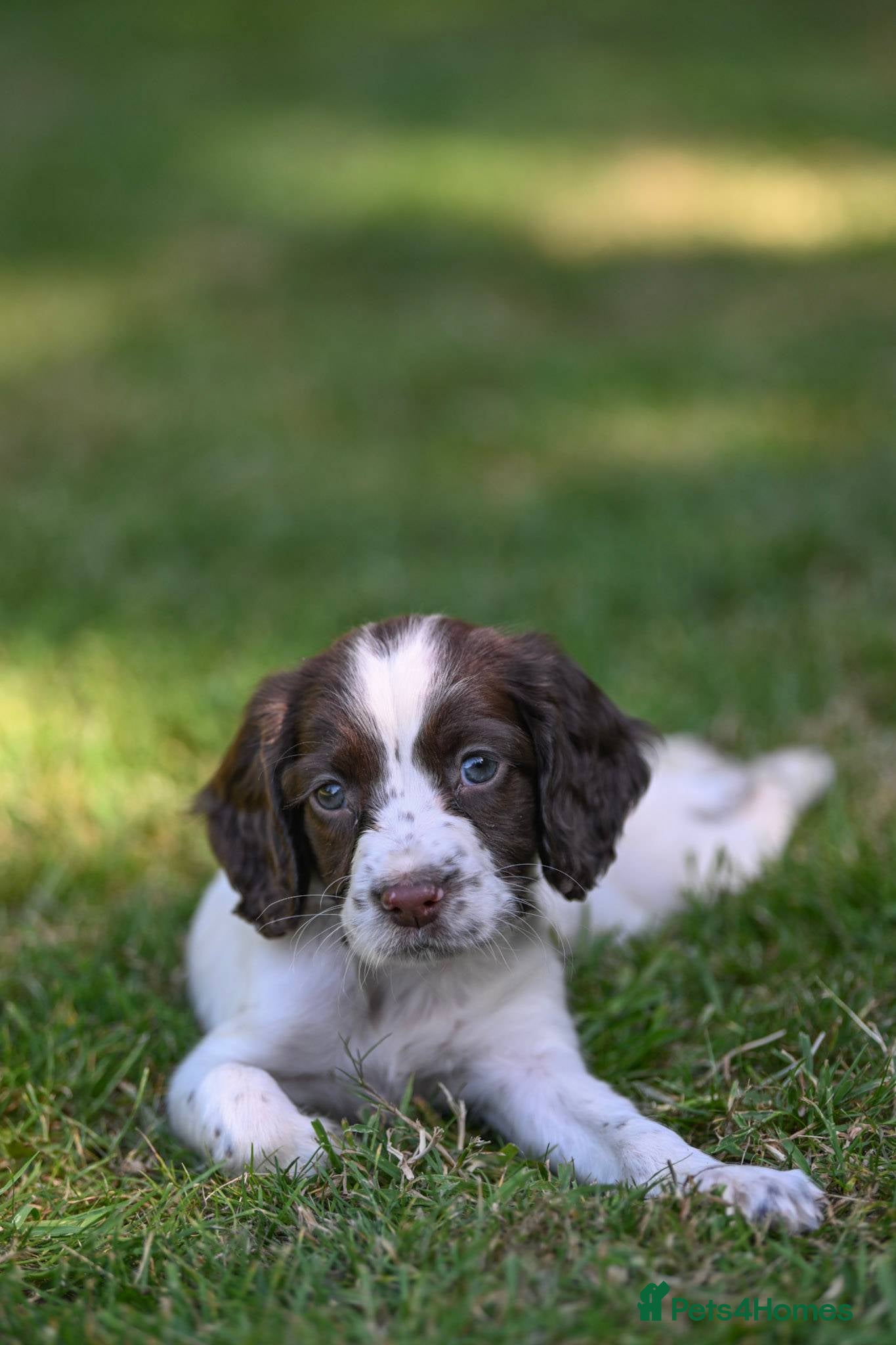 English Springer Spaniel dogs Kennel club registered Springer Spaniel Puppies - Advert 2
