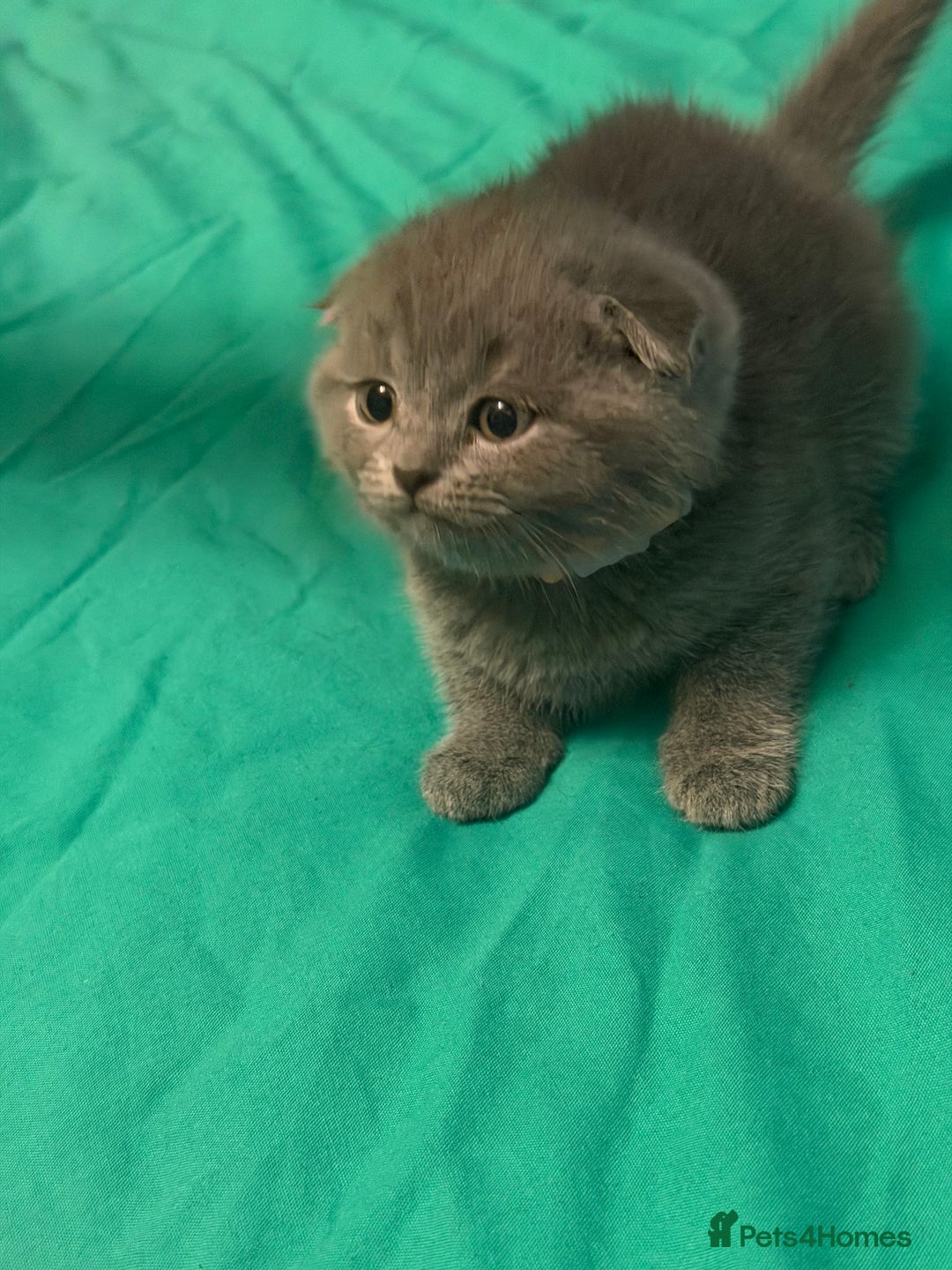 Scottish Fold cats for sale: Scottish fold kittens - Advert 26