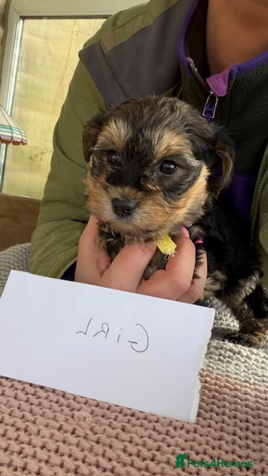 Yorkiepoo dogs for sale: Yorkipoos  - Advert 7
