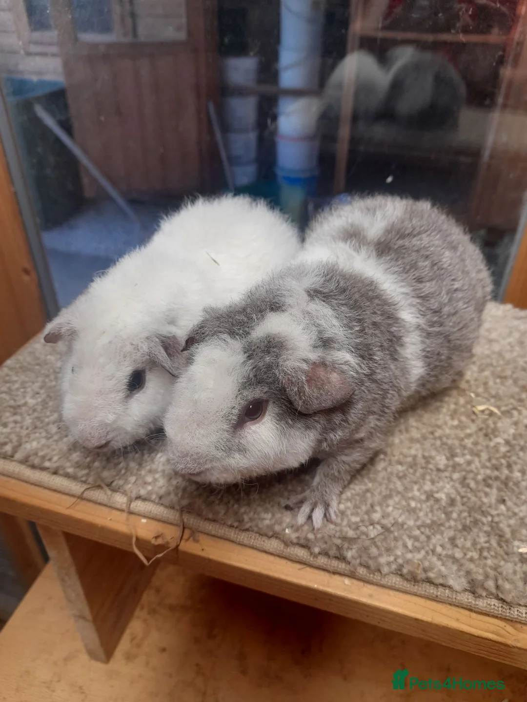 Guinea Pig rodents for sale: Guinea pigs Teddy boars available  - Advert 1