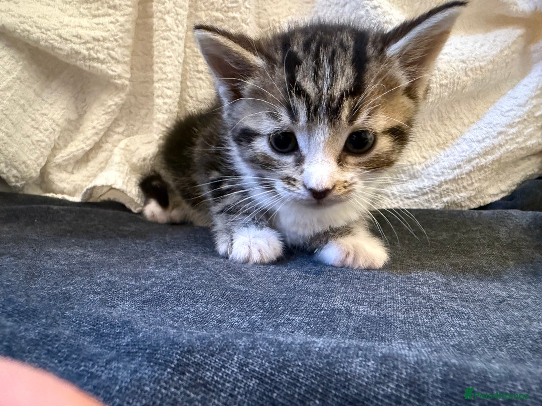 Domestic Shorthair cats for sale: 5 gorgeous kittens for sale - Image 2