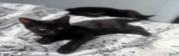 Mixed Breed cats for sale: Black Domestic Shorthair Kittens - Advert 5