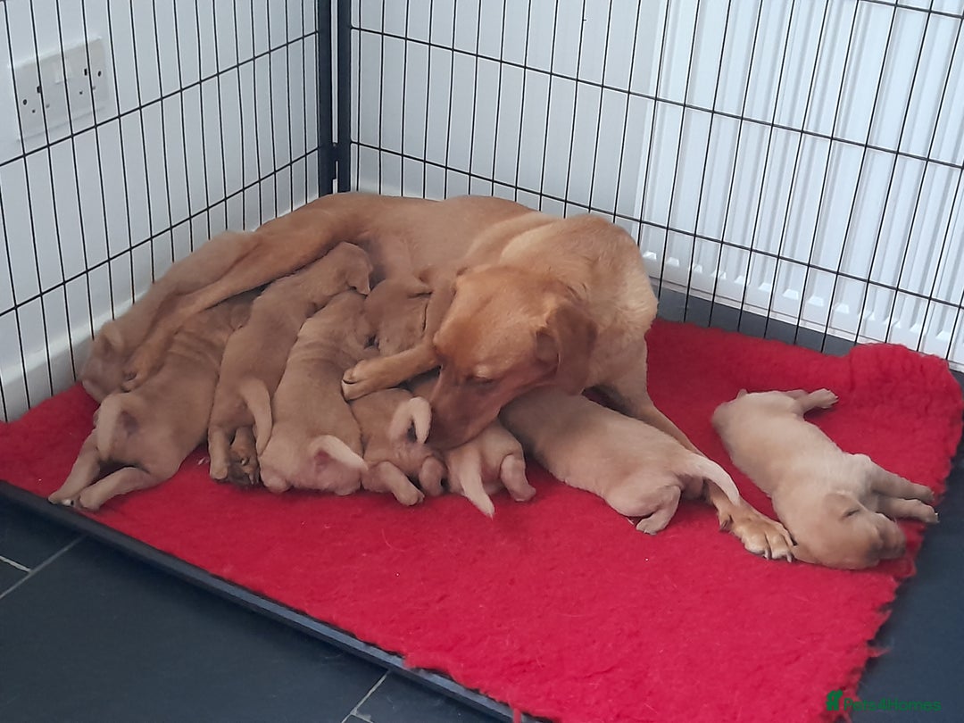 Labrador Retriever dogs for sale: Red fox labrador puppy's  - Image 2