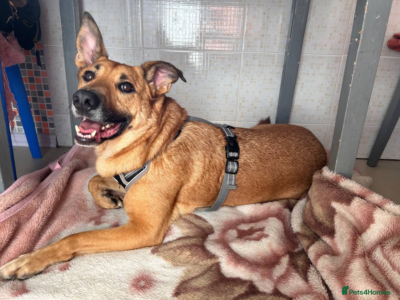 German Shepherd dogs RICHIE – Male - Advert 15