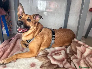 German Shepherd dogs RICHIE – Male - Advert 5