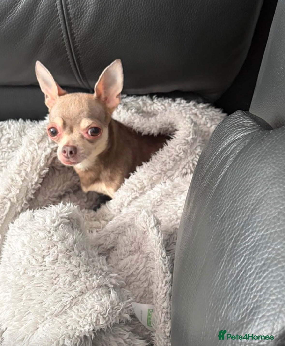 Chihuahua dogs Girl chihuahua puppy for sale - Advert 9