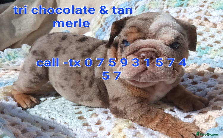 English Bulldog dogs - Advert 4
