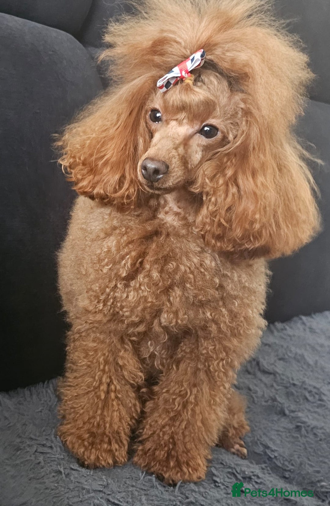 Toy Poodle dogs for sale: Deep red extra Tiny toy poodle KC registered puppy - Image 18