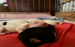 Cocker Spaniel dogs for sale: Gorgeous Cocker Spaniel Puppies - Image 12