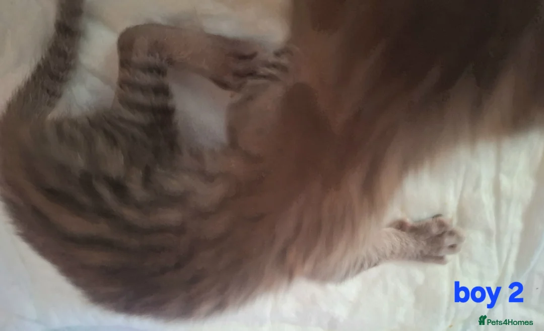 Savannah cats for sale: REDUCED! Savannah SBTF6 cubs with Serval traits - Advert 13