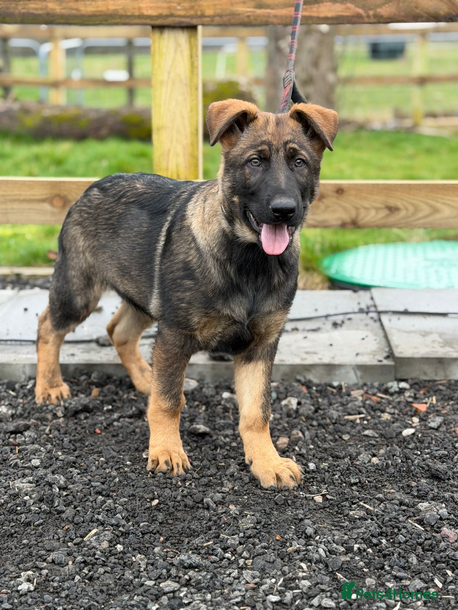 German Shepherd dogs Zeus: Stunning KC Reg German Shepherd (Sable) - Advert 1
