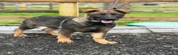 German Shepherd dogs for sale: Stunning DDR LINE KC Reg German Shepherd (Sable) in Ashton-under-Lyne - Advert 1