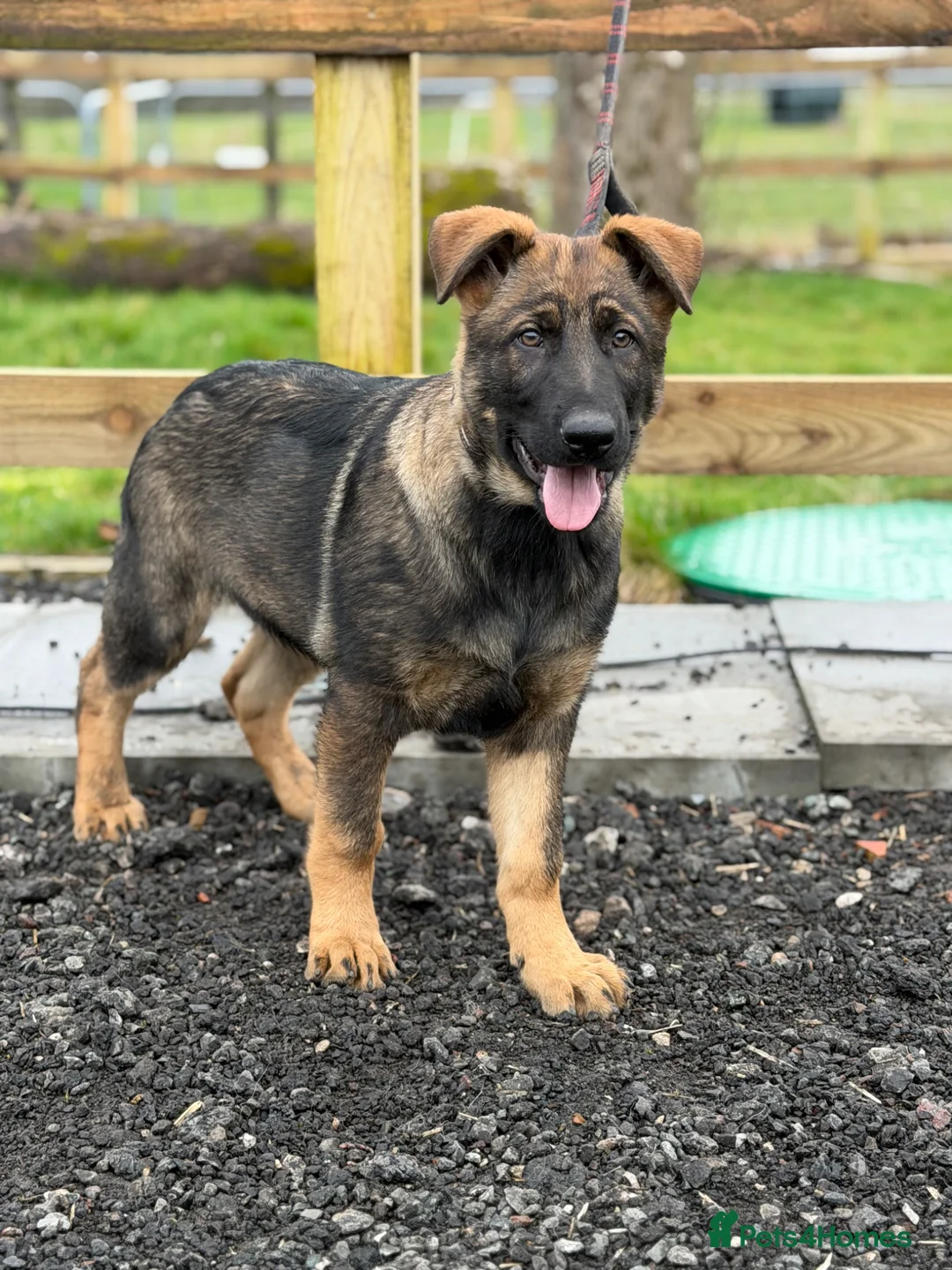 German Shepherd dogs for sale: Stunning DDR LINE KC Reg German Shepherd (Sable) in Ashton-under-Lyne - Advert 1