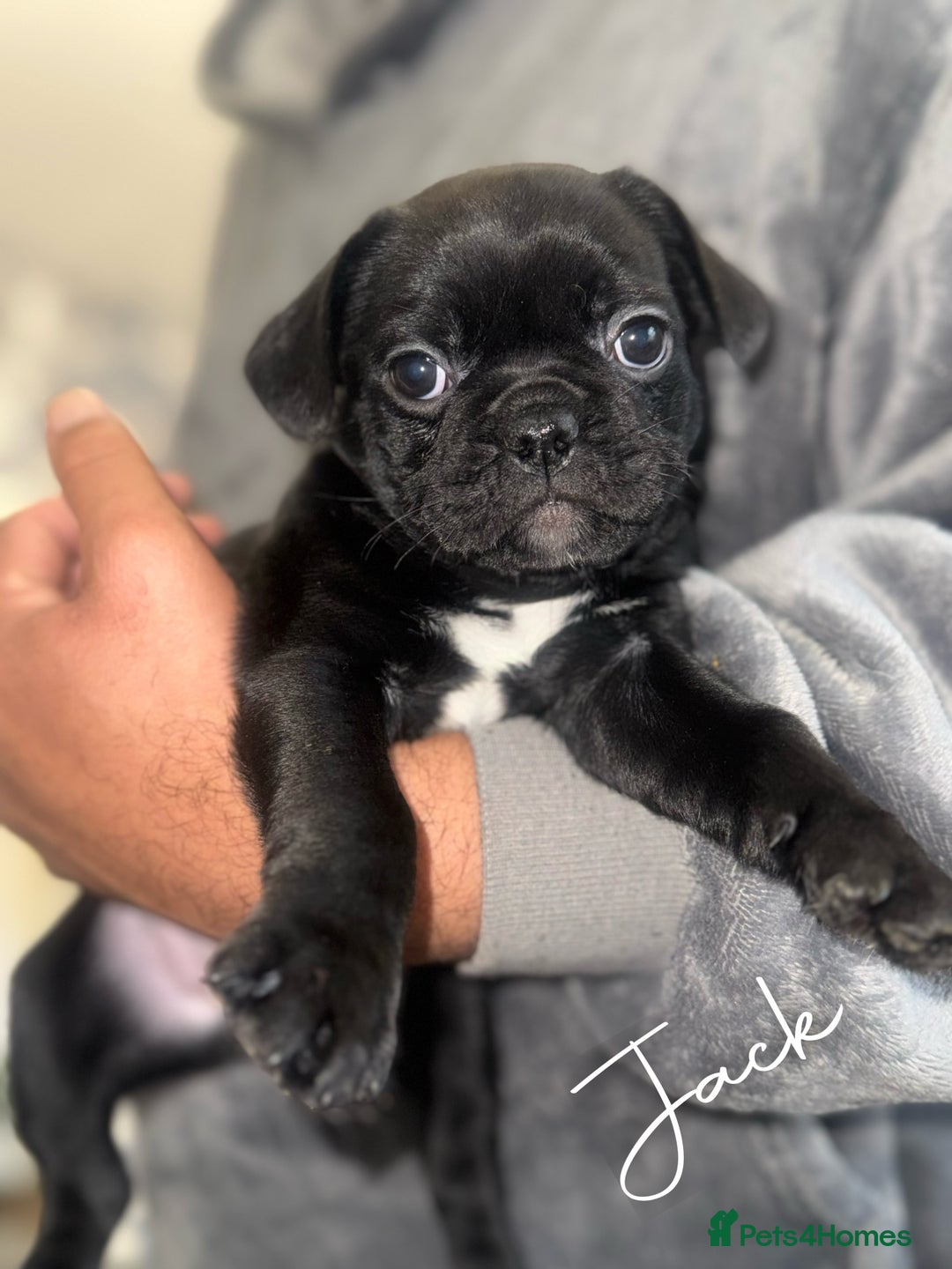 Frug dogs for sale: Black and Merle frugs. - Advert 3