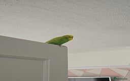 Budgerigars birds for sale: Young Male budgie  - Image 2