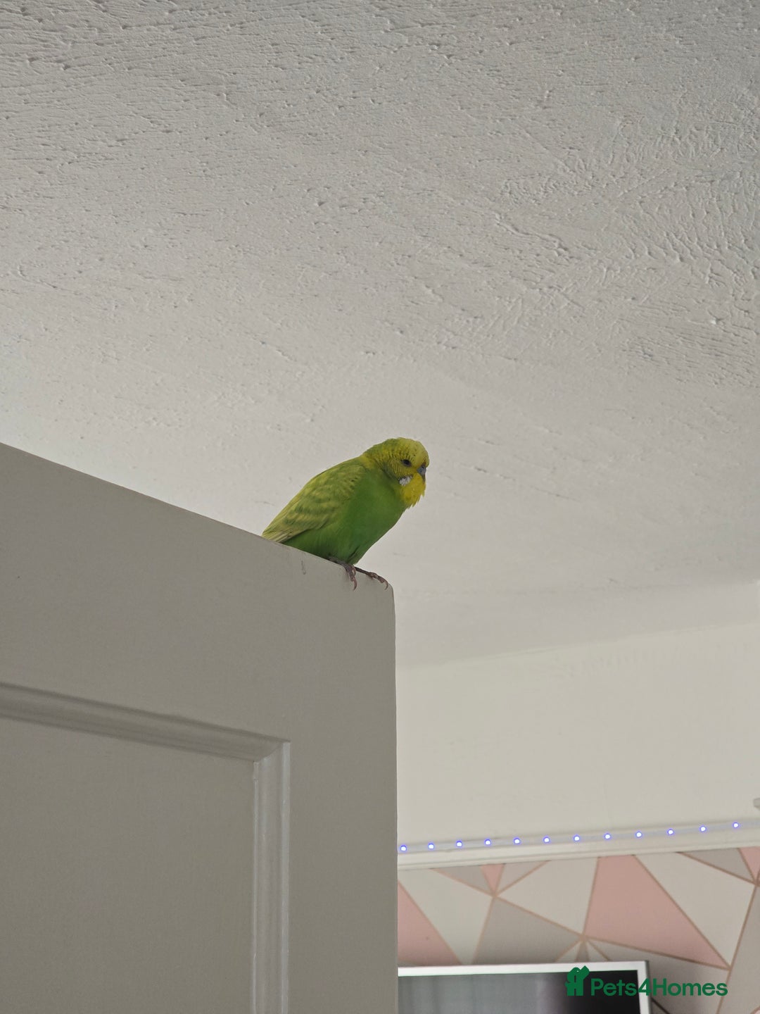 Budgerigars birds for sale: Young Male budgie  - Image 2