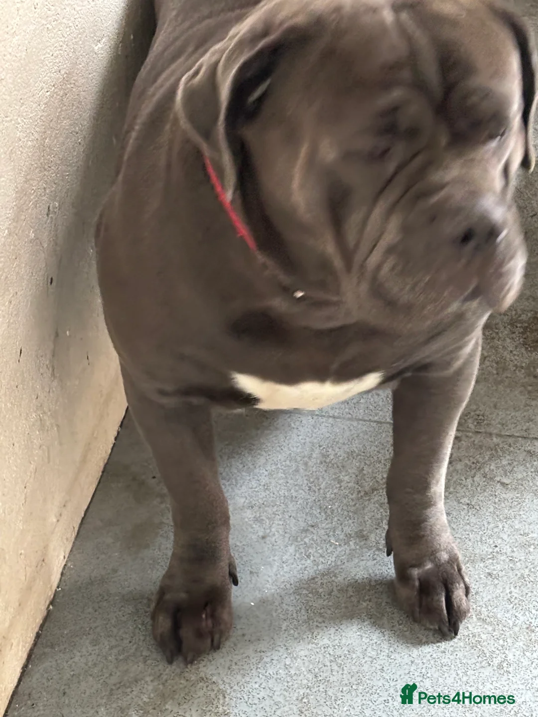 Cane Corso dogs for sale: 2 year cane corso male - Advert 2