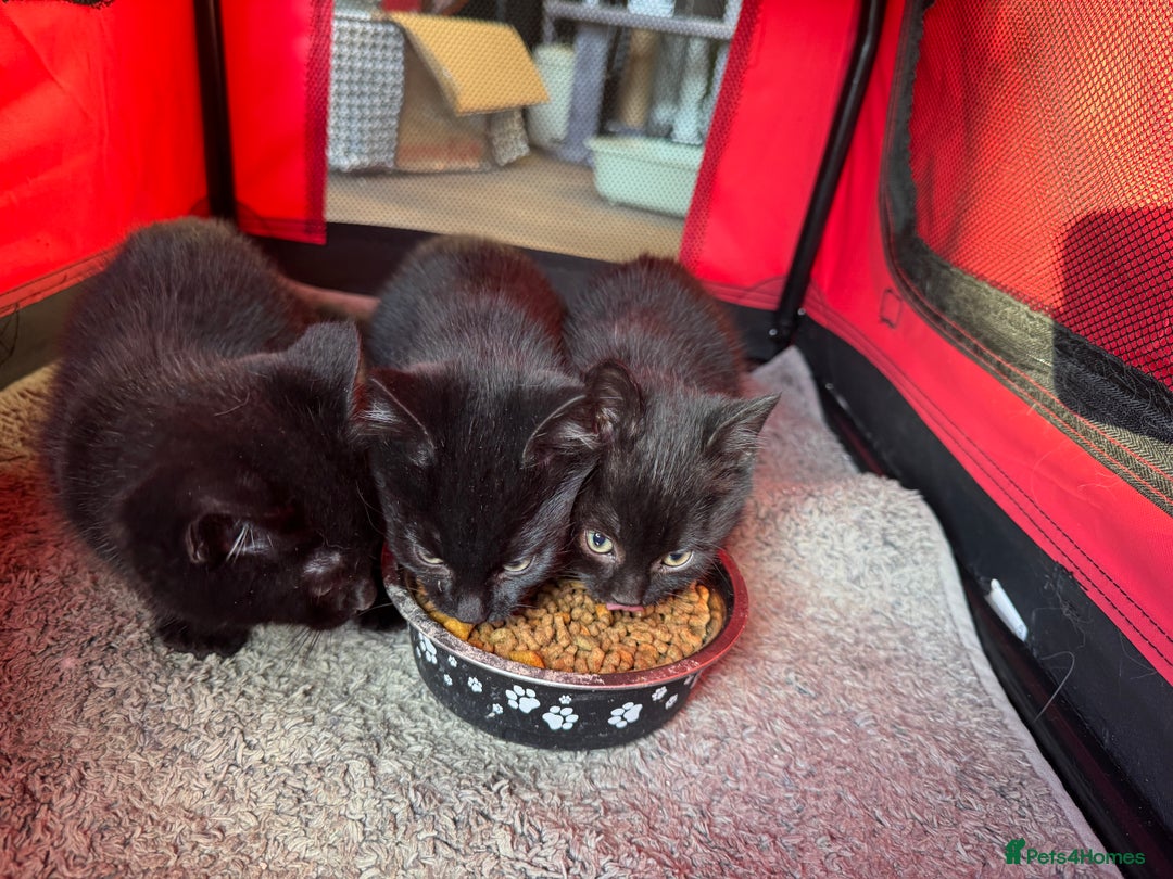 Mixed Breed cats for sale: Adorable black kittens  - Advert 3