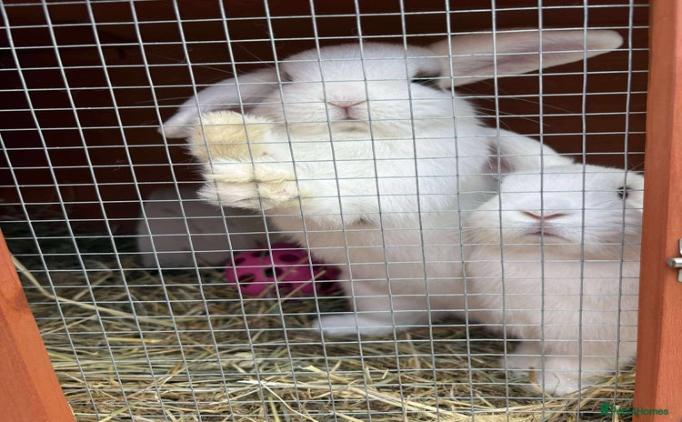 Mini Lop rabbits - Advert 1