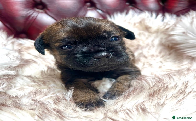 Border Terrier dogs - Advert 4