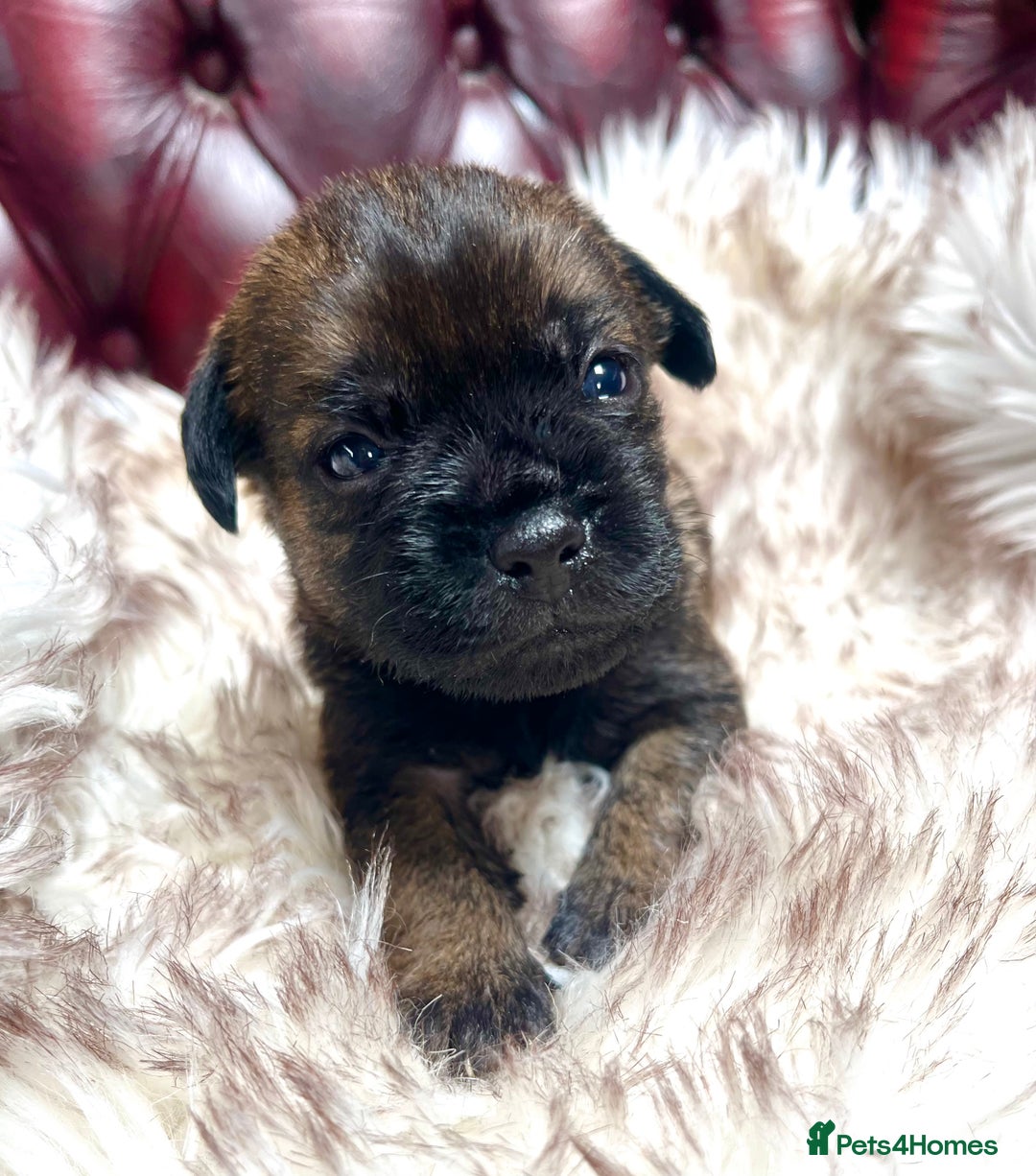 Border Terrier dogs for sale: KC Reg, slem clear VET approved only 1 boy left❤️ - Image 3