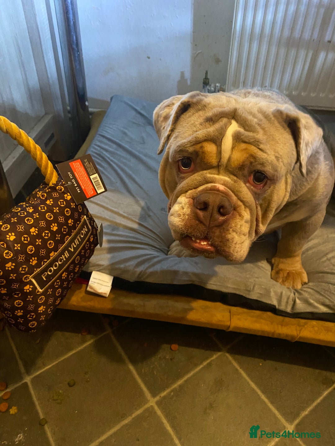 English Bulldog dogs for sale: English Bulldog Pair for Breeding - Image 14