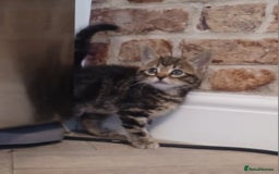 Mixed Breed cats for sale: Gorgeous Bengal x babies **READY NOW** - Image 5